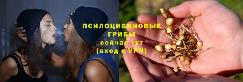 hydra ссылка  Белокуриха  Псилоцибиновые грибы Psilocybe 